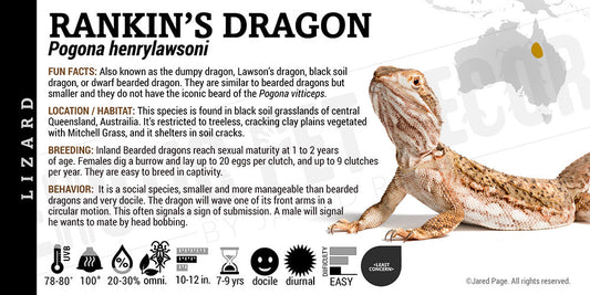 Pogona henrylawsoni 'Rankin’s Dragon' Lizard