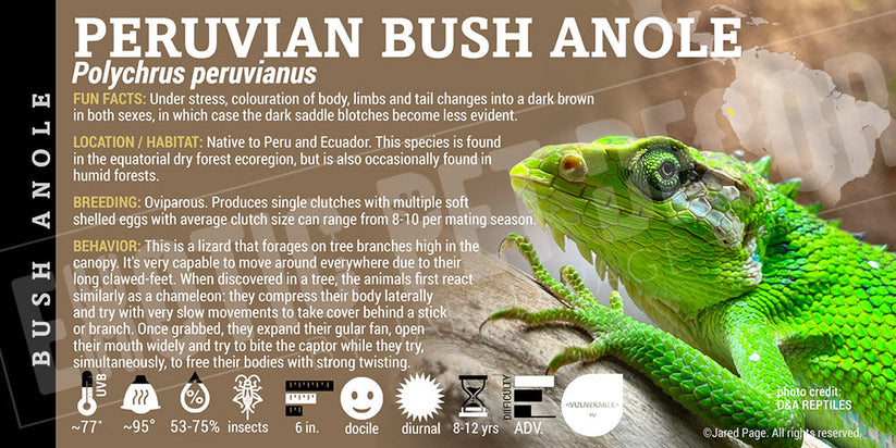 Polychrus peruvianus 'Peruvian Bush' Anole Cards and Enclosure Labels ...