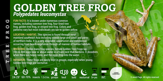 Polypedates leucomystax 'Golden Tree Frog'