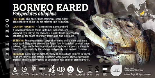 Polypedates otilophus 'Borneo Eared Frog'