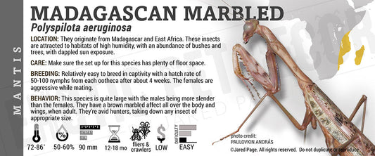 Polyspilota aeruginosa 'Madagascan Marbled' Mantis