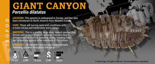 Porcellio dilatatus 'Giant Canyon' isopod label