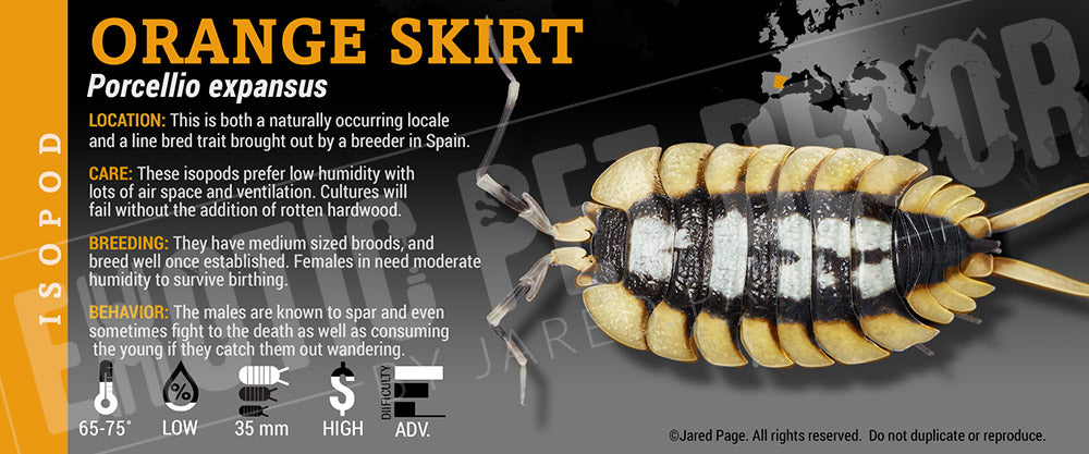 Porcellio expansus 'Orange Skirt' isopod label