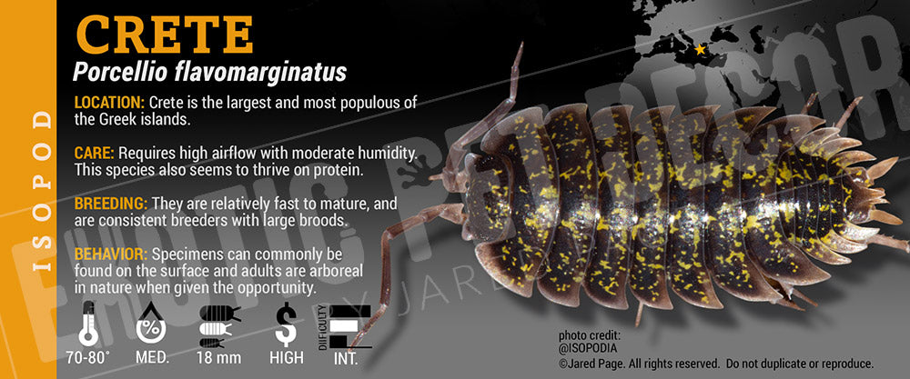 Porcellio flavomarginatus 'Crete' isopod label