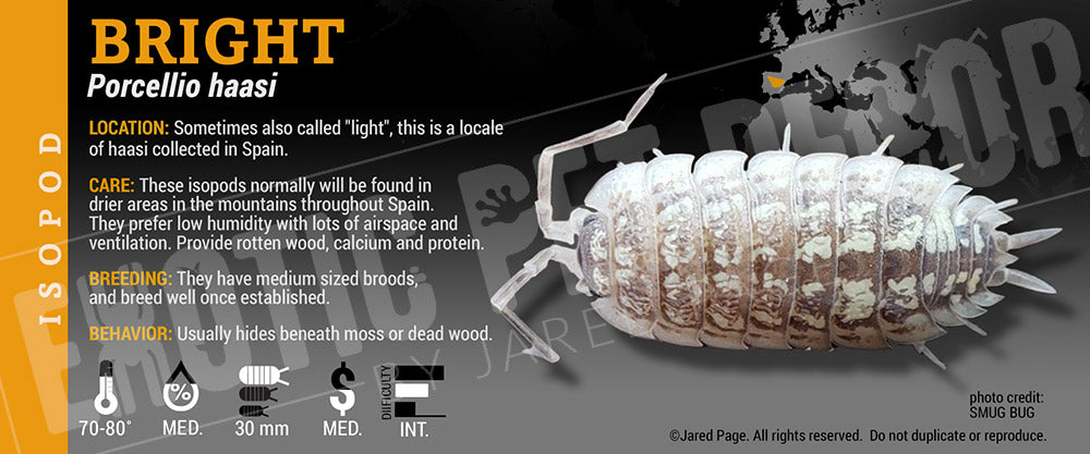 Porcellio haasi 'Bright' isopod label