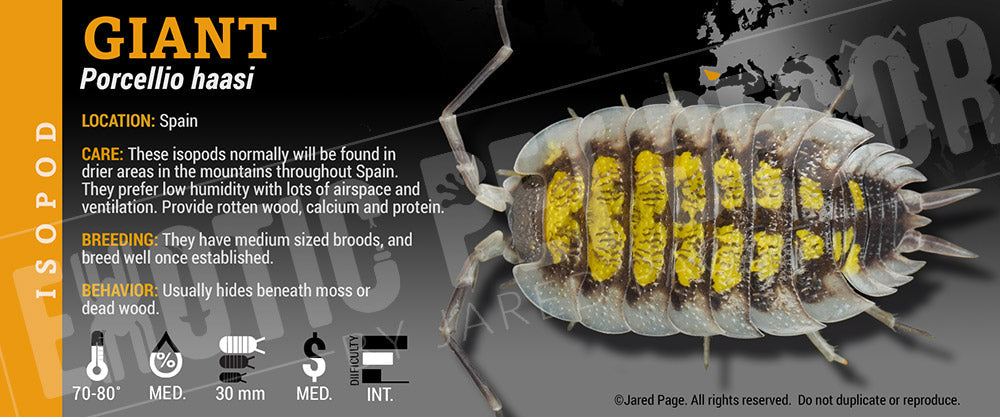 Porcellio haasi 'Giant' isopod label