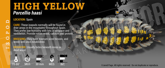 Porcellio haasi 'High Yellow' isopod label