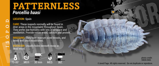 Porcellio haasi 'Patternless' isopod label