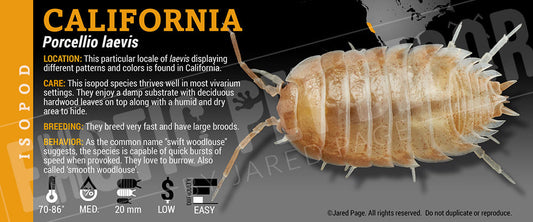 Porcellio laevis 'California' isopod label