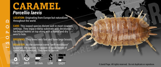 Porcellio laevis 'Caramel' isopod label