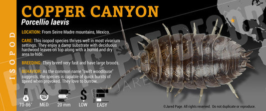 Porcellio laevis 'Copper Canyon' isopod label