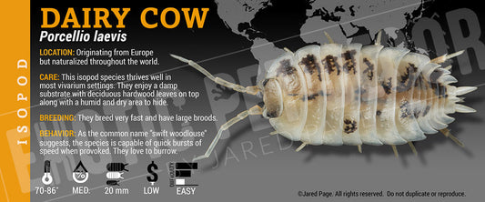 Porcellio laevis 'Dairy Cow' isopod label