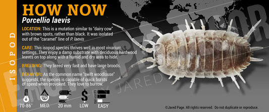 Porcellio laevis 'How Now Brown' isopod label