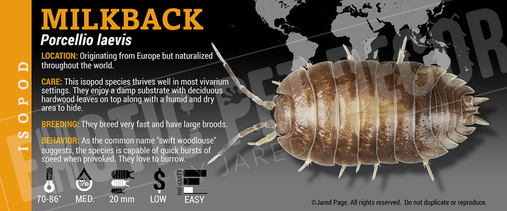 Porcellio laevis 'Milkback' isopod