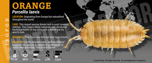 Porcellio laevis 'Orange' isopod label