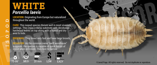 Porcellio laevis 'White' isopod label