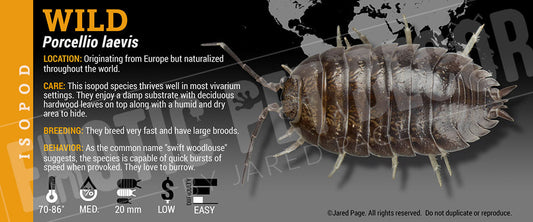 Porcellio laevis 'Wild' isopod label