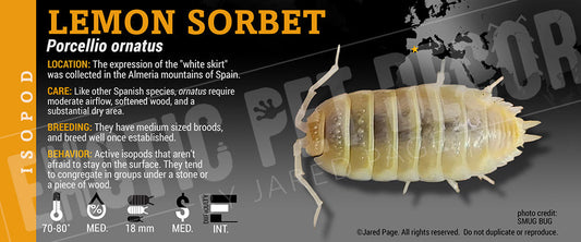 Porcellio ornatus 'Lemon Sorbet' isopod label