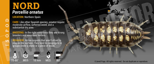 Porcellio ornatus 'Nord' isopod label