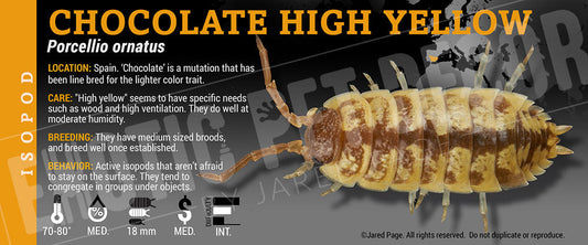 Porcellio ornatus ''Chocolate High Yellow' isopod label