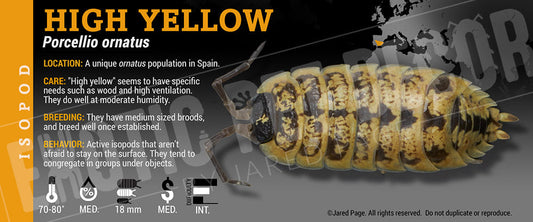 Porcellio ornatus 'High Yellow' isopod label