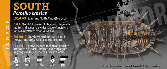 Porcellio ornatus 'South' isopod label