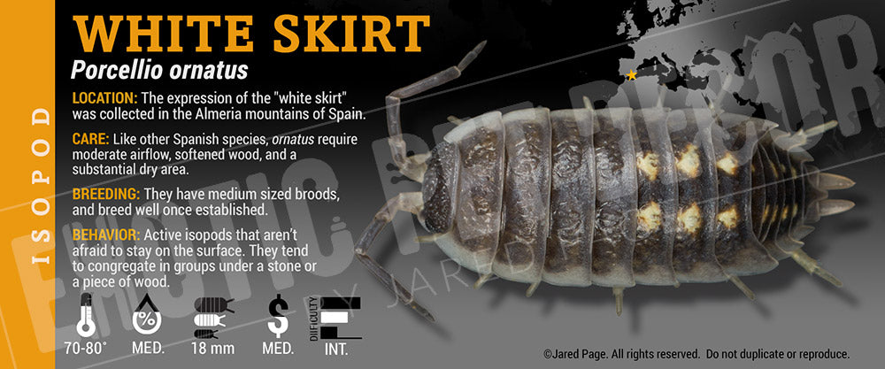 Porcellio ornatus 'White Skirt' isopod label