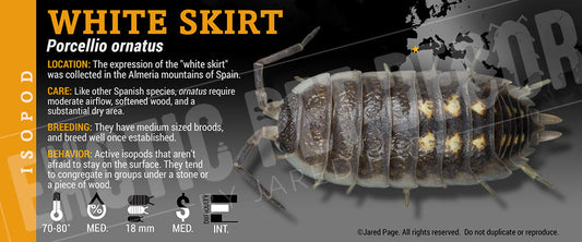 Porcellio ornatus 'White Skirt' isopod label