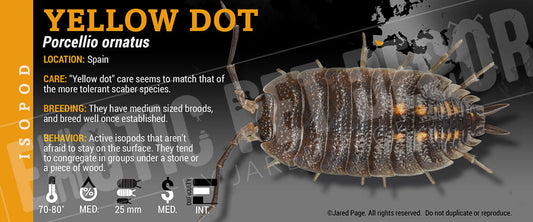 Porcellio ornatus 'Yellow Dot' isopod label