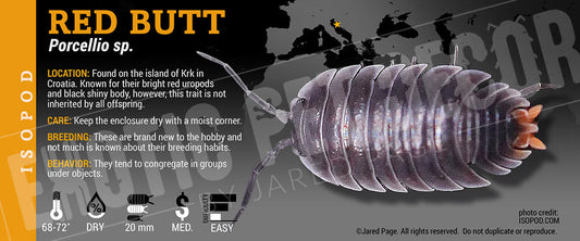 Porcellio sp 'Red Butt' isopod label