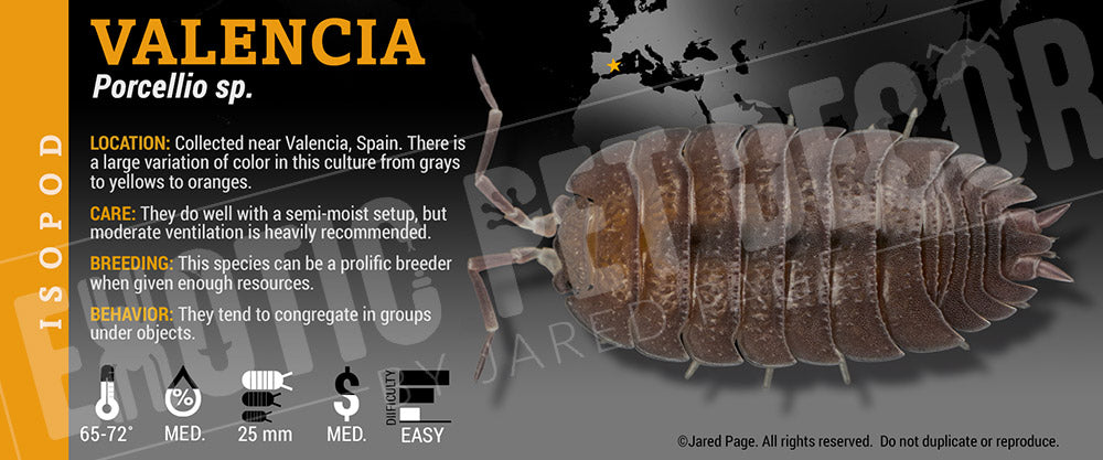 Porcellio sp 'Valencia' isopod label