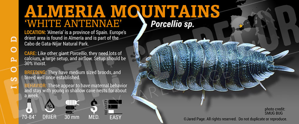 Porcellio sp 'White Antennae, Almeria' isopod label