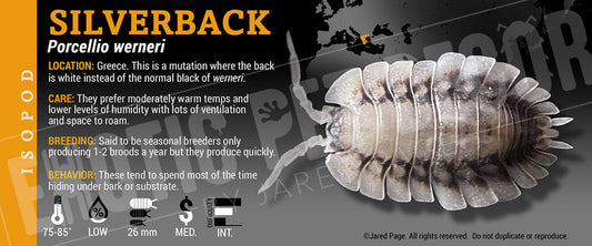 Porcellio werneri 'Silver Back' isopod label