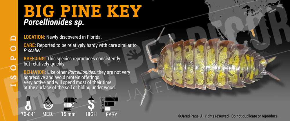 Porcellionides sp 'Big Pine Key' isopod label