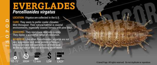 Porcellionides virgatus 'Everglades' isopod label