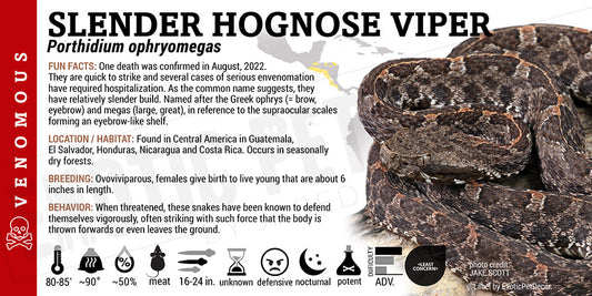 Porthidium ophryomegas 'Slender Hognose' Viper