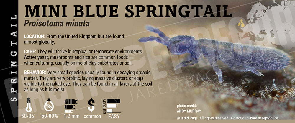 Proisotoma minuta 'Mini Blue' Springtail Cards and Enclosure Labels ...