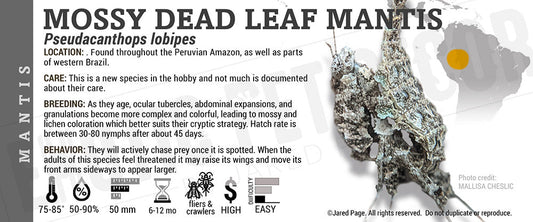 Pseudacanthops lobipes 'Mossy' Mantis
