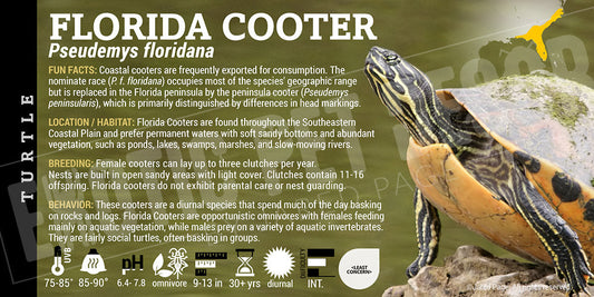 Pseudemys floridana 'Florida Cooter' Turtle