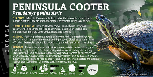 Pseudemys peninsularis 'Peninsula Cooter' Turtle