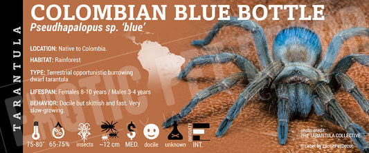 Pseudhapalopus sp. 'Colombia Colombian Blue Bottle' Tarantula