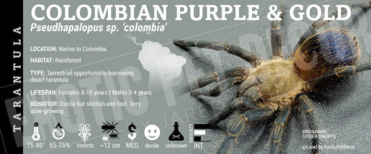 Pseudhapalopus sp. 'Colombia Colombian Purple And Gold' Tarantula