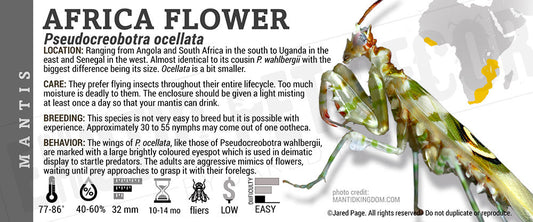 Pseudocreobotra ocellata 'Africa Flower' Mantis
