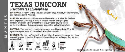 Pseudovates chlorophaea 'Texas Unicorn' Mantis