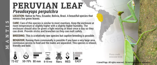 Pseudoxyops perpulchra 'Peruvian Leaf' Mantis
