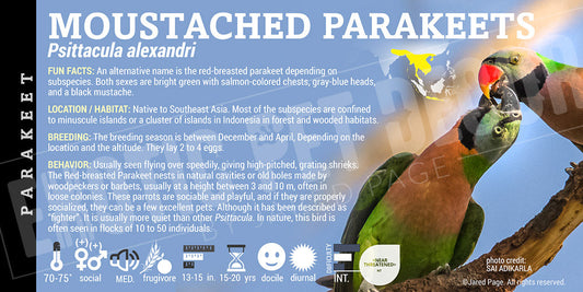 Psittacula alexandri 'Red Breasted Parakeet'