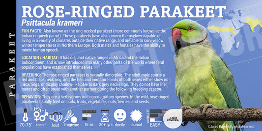Psittacula krameri 'Rose Ringed Parakeet'