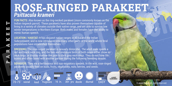 Psittacula krameri 'Rose Ringed Parakeet' Cards and Enclosure Labels ...