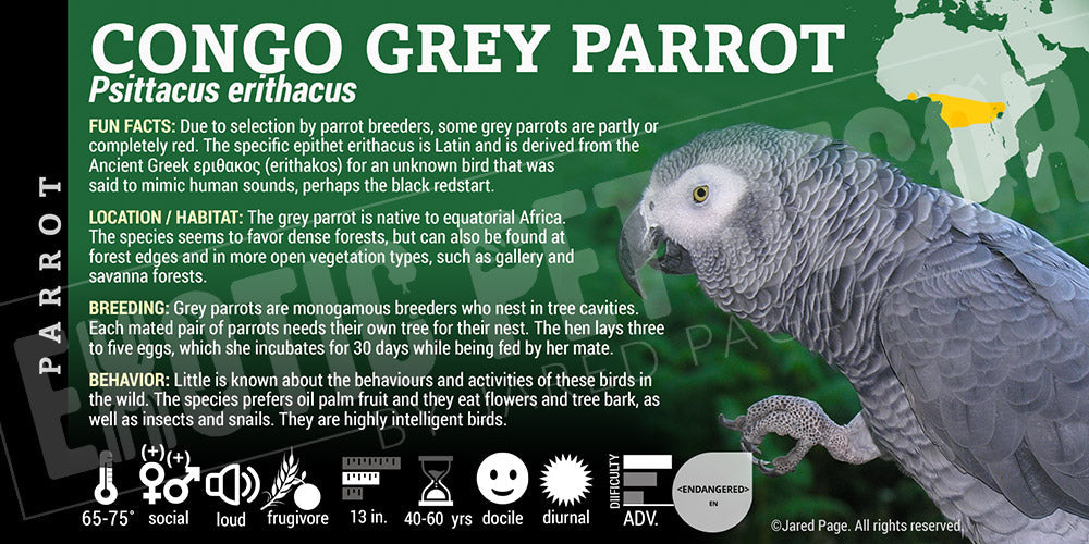 Psittacus erithacus 'Congo African Grey Parrot'