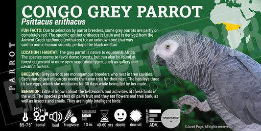 Psittacus erithacus 'Congo African Grey Parrot'